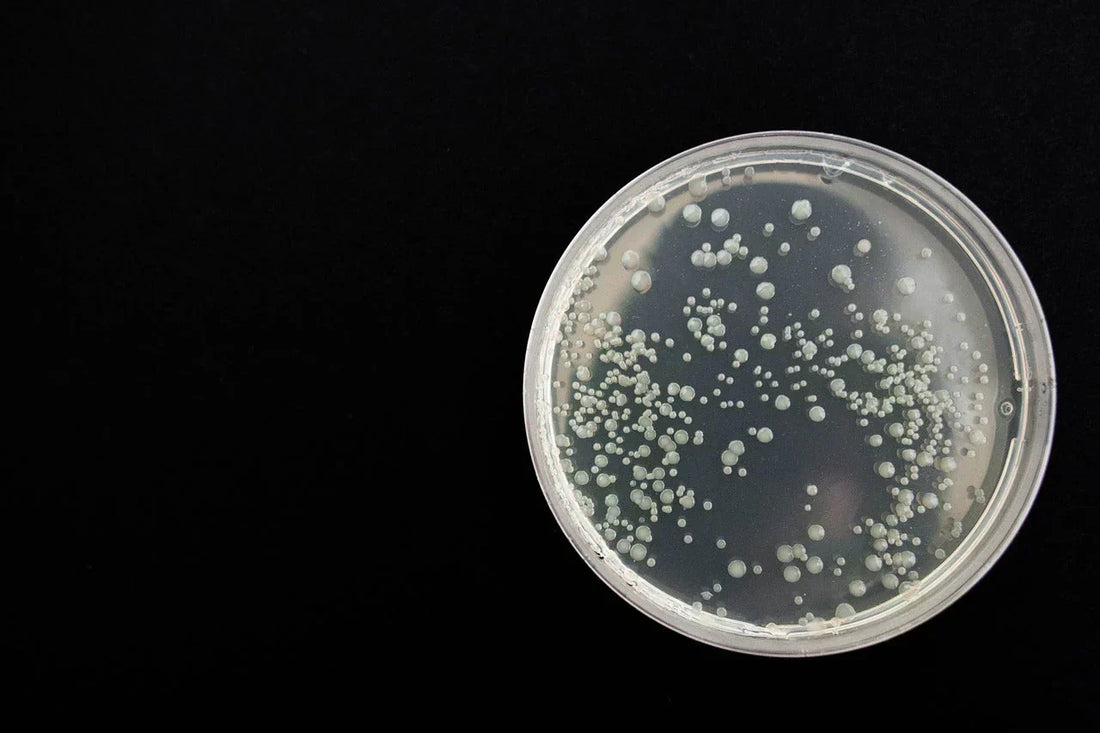 Why Bacteria Can Develop Inside a Shower Head